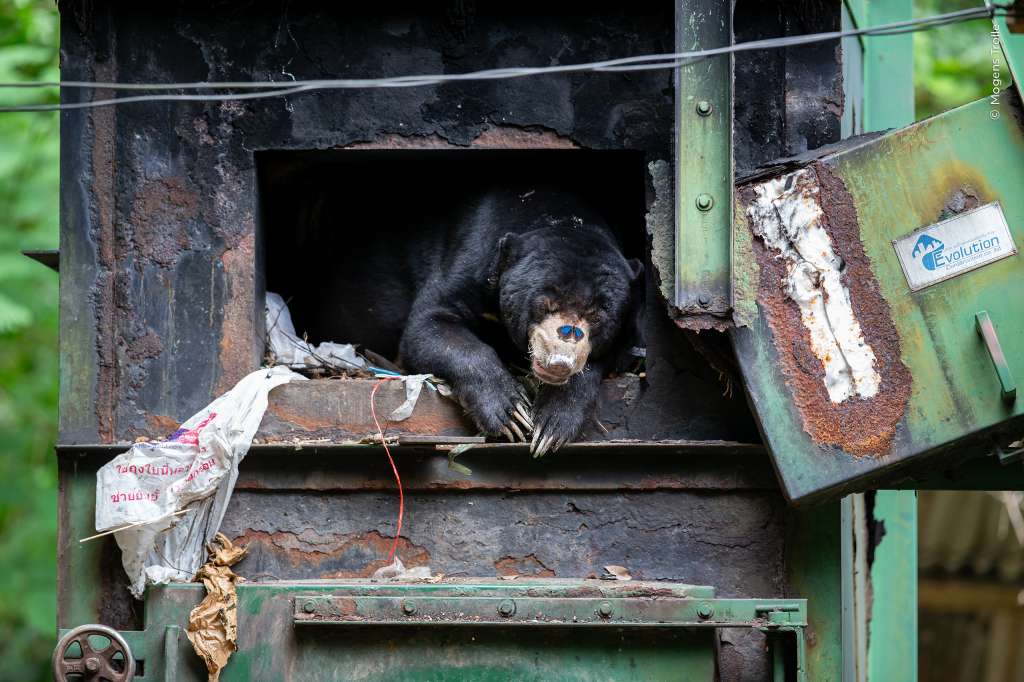 Un oso malayo se refugia de la lluvia en un horno mientras una mariposa se posa en su hocico. Mogens tomó esta imagen en el Parque Nacional Kaeng Krachan, Tailandia.
