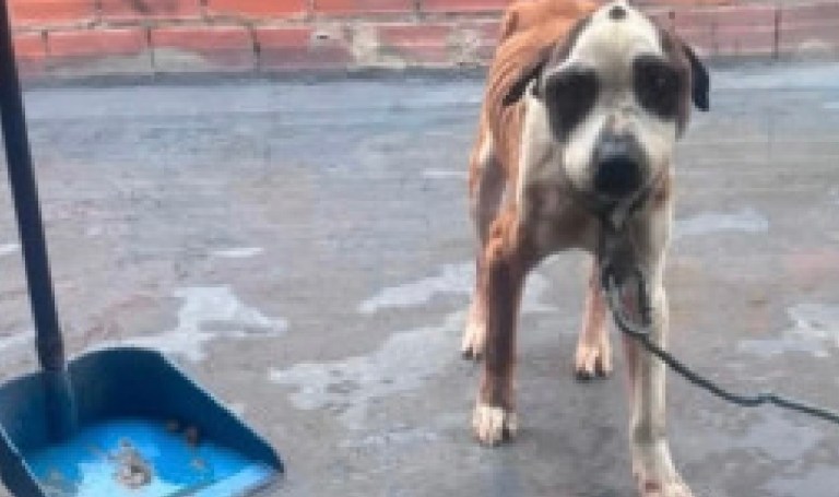 Rescatan a perro que vivía amarrado y en condiciones de maltrato en Rafael Uribe Uribe