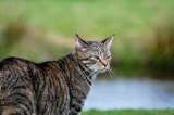 ¿Por qué Australia quiere exterminar a dos millones de gatos?