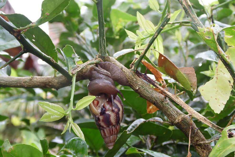 El caracol gigante africano (Achatina fulica) es una de las 100 especies exóticas invasoras más dañinas. / Archivo Unimedios.