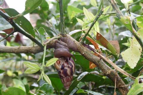 Universidad Nacional comparte pautas para controlar caracol africano