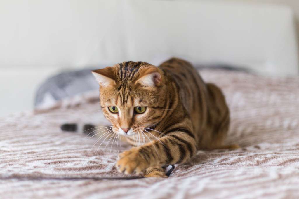 ¿Ha visto a su gato jugando solo?: experta explica qué hacer en estas situaciones