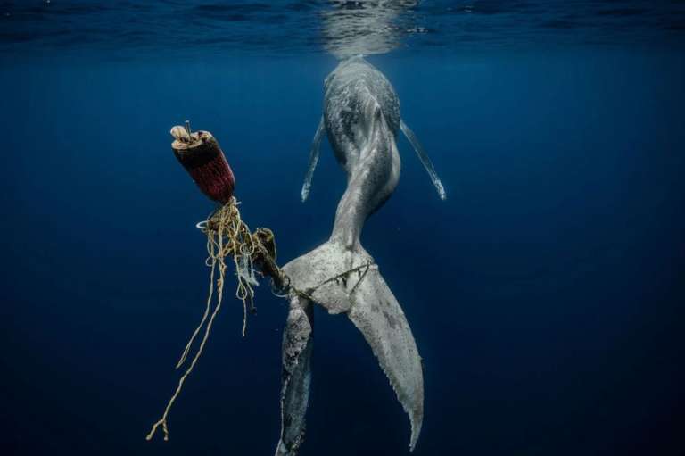 "Desesperanza", la imagen ganadora de esta categoría,  muestra a una ballena jorobada que muere de inanición tras una herida sufrida después de enredarse en cuerdas y boyas.