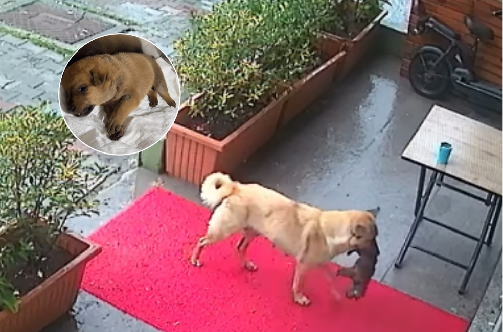 Video: Perra lleva a su cachorro moribundo a una veterinaria "para que lo ayuden"