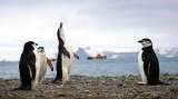 Algunas poblaciones de pingüinos han descendido hasta un 77 % en los últimos 50 años