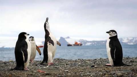 Algunas poblaciones de pingüinos han descendido hasta un 77 % en los últimos 50 años
