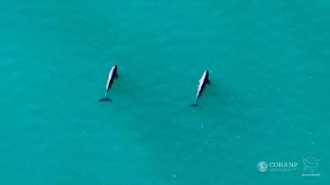 Confirman nuevas crías de la vaquita marina, uno de los mamíferos en mayor peligro