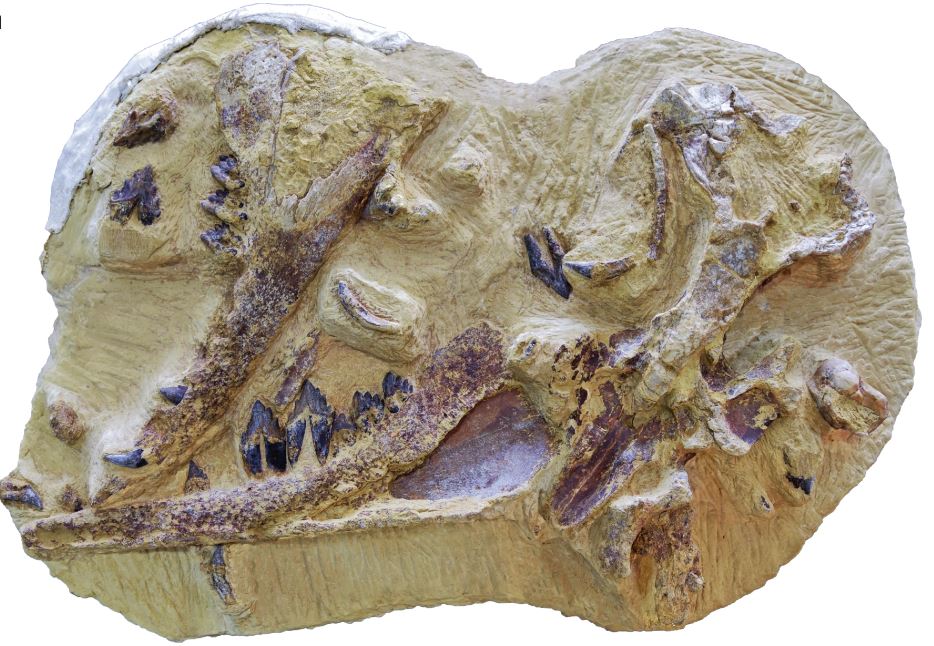 El fósil de Tutcetus rayanensis, una especie de ballena en miniatura previamente desconocida que vivió hace entre 48 y 38 millones de años. /Nature