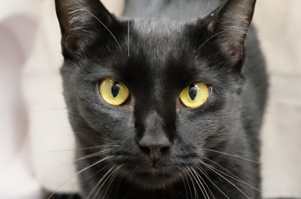 Encuentran gato perdido a más de mil kilómetros de su hogar