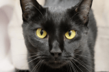 Gato que sobrevivió cinco meses solo regresa a su familia: esta es la historia de Shadow