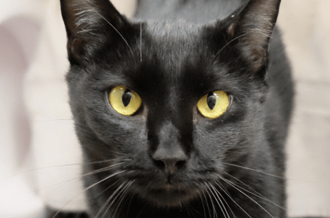 Gato que sobrevivió cinco meses solo regresa a su familia: esta es la historia de Shadow