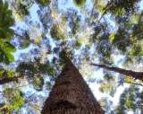 La importancia de los bonos de carbono en el sector forestal colombiano