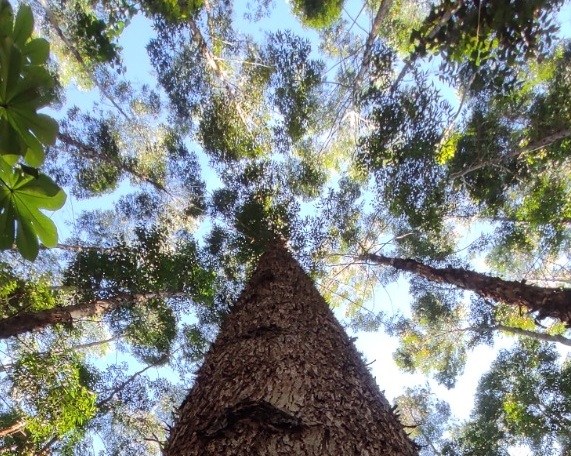 La importancia de los bonos de carbono en el sector forestal colombiano