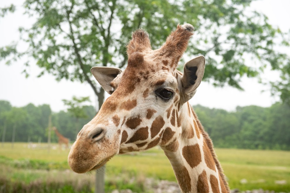 Sacrifican a Shaggy, una jirafa de 22 años, en un zoologico de Estados Unidos.