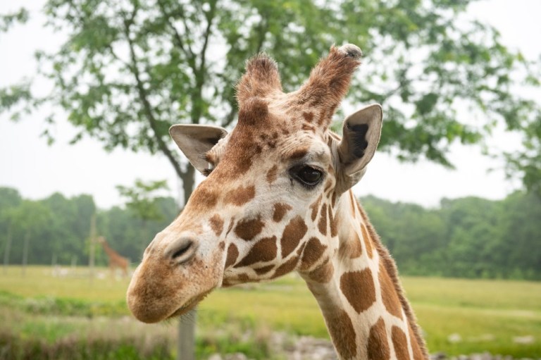 Sacrifican a Shaggy, una jirafa de 22 años, en un zoológico de Estados Unidos