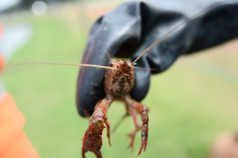 El cangrejo rojo americano es una especie invasora, que está afectando los ecosistemas del parque Simón Bolívar.