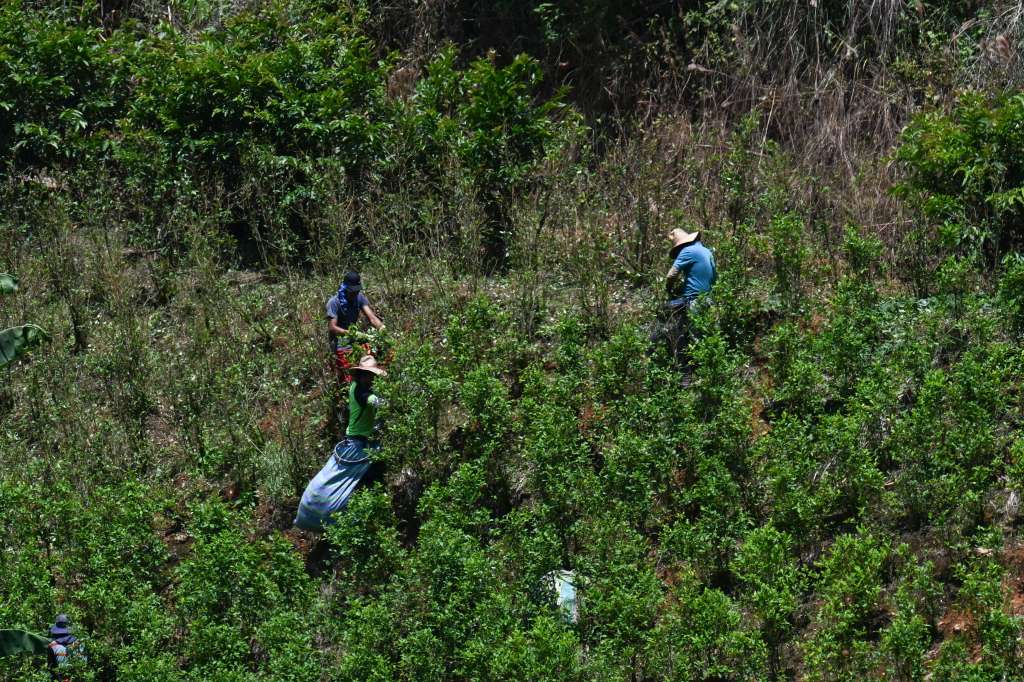 (FILES) Men work on a coca plantation in the Micay Valley (Canon del Micay) near El Plateado, Cauca department, Colombia on March 8, 2025.
