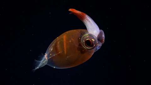La expedición submarina al fondo del océano colombiano que tumbaron a último minuto