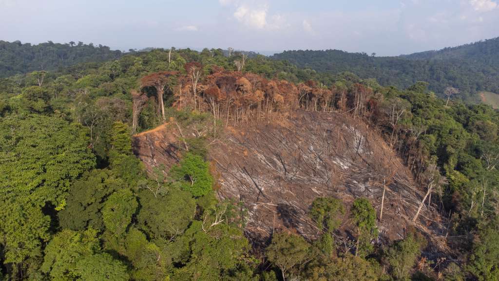 En esta región, la deforestación es impulsada por la ganadería extensiva, los monocultivos y la expansión de la frontera agrícola.