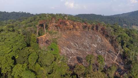 Regresaron al bosque a monitorear al imponente águila crestada, pero encontraron un potrero