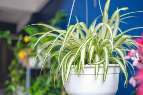 Lazo de amor: ¿de verdad es una planta purificadora?