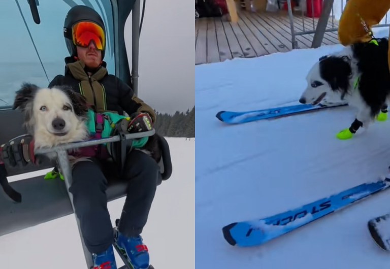 ¿Ha visto a una perrita esquiar en la nieve? Kyra, la border collie que causa furor en redes
