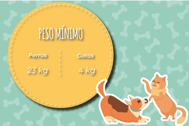 El requisito de peso mínimo, tanto en gatos como en perros, es importante por la cantidad de sangre que se extrae durante la donación.