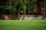 La estrategia que quiere que su barrio se convierta en un tesoro de biodiversidad