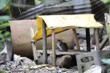 Animales víctimas del conflicto armado: mascotas abandonadas por guerra en Chocó