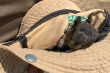 Animales silvestres se desplazan a la ciudad luego de incendio en cerros de Cali