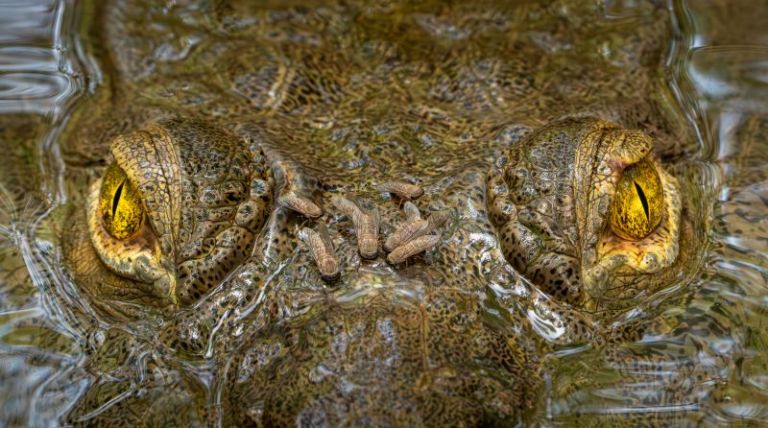 Ganadora general: Un tranquilo cocodrilo americano mira fijamente a la cámara mientras unas moscas le pican en la cabeza. En una tranquila marisma panameña, este depredador alfa demuestra que, a veces, realmente no haría daño ni a una mosca.