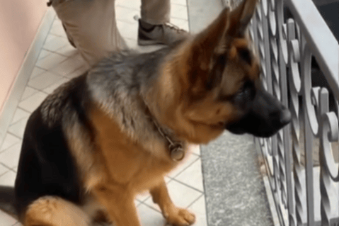 Video | Perro se reencuentra con su propietario después de no verlo por tres años