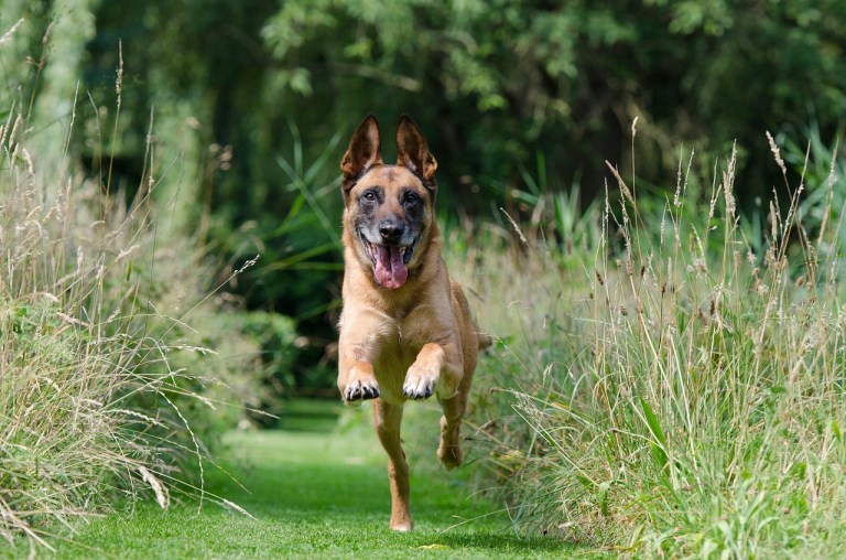 ¿Por qué los perros comen pasto? Aquí las principales razones