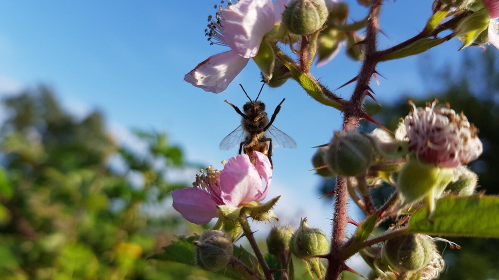 Abejas