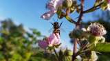 Abejas y osos de anteojos, claves en la biodiversidad del planeta