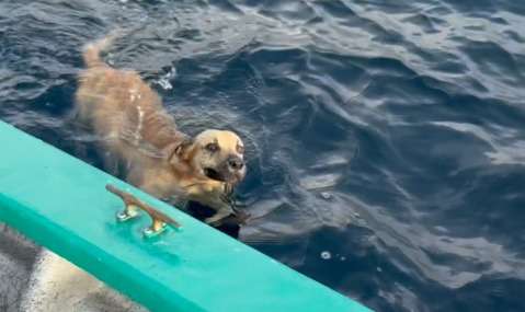 Salieron a pescar y terminaron rescatando a un perro que nadaba a 1,6 kilómetros de la costa