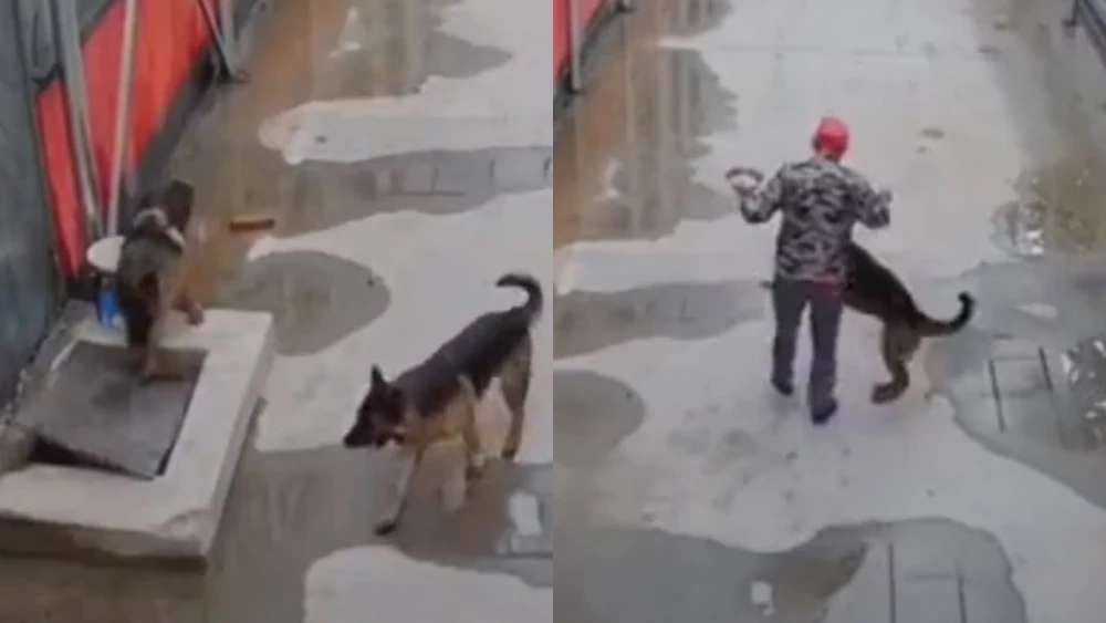 En el vídeo se observa cómo el perro, desesperado, va en búsqueda de una persona para que le ayude a sacar a su amigo del hueco en el que cayó.