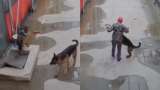 Video: perro pide ayuda a un humano para salvar a otro perro que cayó en un hueco