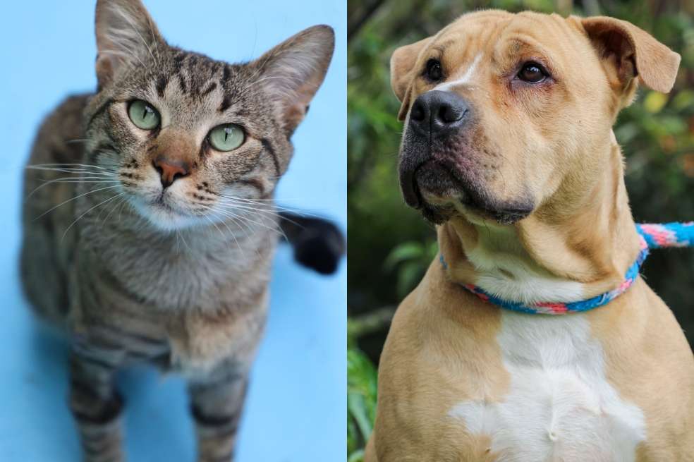 Estos animales están en busca de un nuevo hogar responsable en Bogotá.