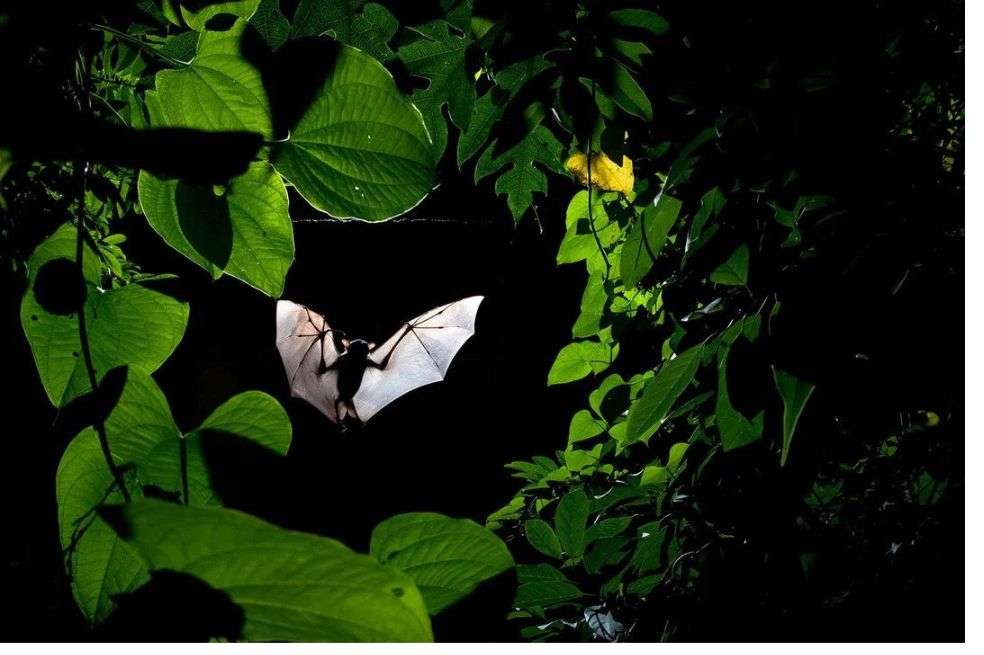 Fotografía ganadora de la categoría Vida Alada. La foto muestra a un murciélago que vuela hacia un árbol de chirimoya para comer. Las hojas del árbol enmarcan al murciélago cuando se acerca.