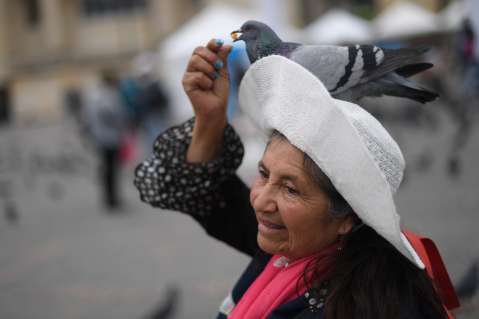 El plan para acabar la venta de maíz y la sobrepoblación de palomas en la Plaza de Bolívar