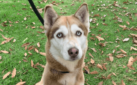 Tras ser usadas para la cría de cachorros: 19 perritas buscan un nuevo hogar en Bogotá