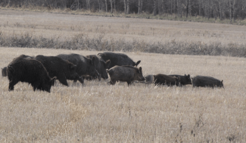 “Supercerdos” invaden Estados Unidos: así es la especie que alerta a las autoridades