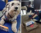 Así es el primer banco veterinario de alimentos y medicamentos en Colombia