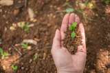 Tipos de suelos para sembrar: cuáles son mejores para agricultura y cómo reconocerlos