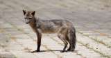 El aumento de la temperatura mundial también afecta a los animales en las ciudades