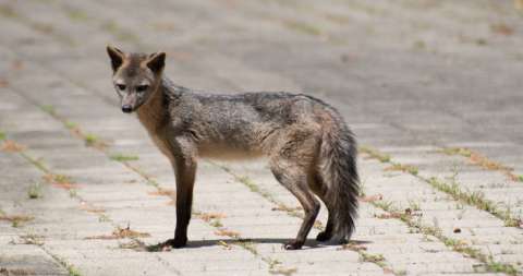 Cómo los humanos cambiaron el tamaño de los animales en los últimos mil años