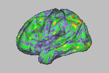 Esta es la zona del cerebro donde se alojan las emociones relacionadas con el amor