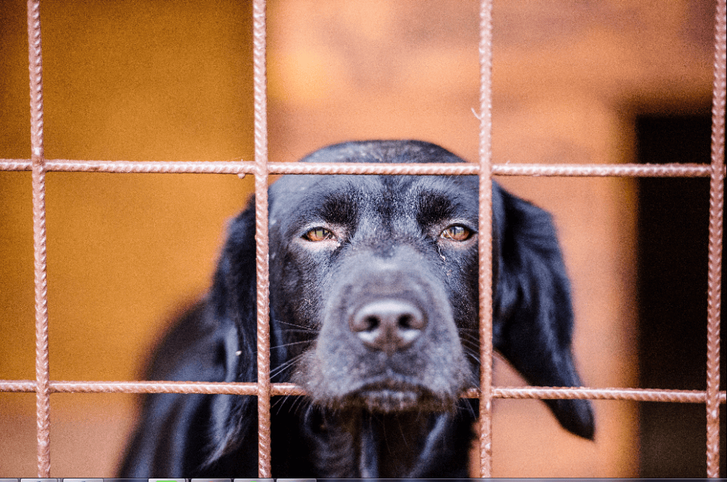 La humanización de mascotas, como perros y gatos, es considerada un tipo de maltrato animal. / iStock