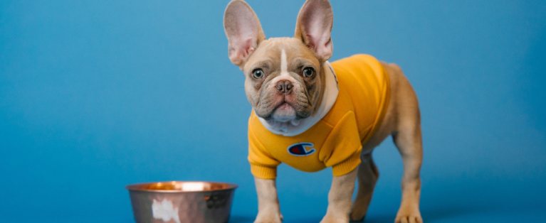 Soñar con perros: este es el significado de verlos en tus sueños
